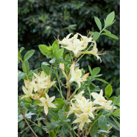 Rhododendron viscosum Lemon Drop
