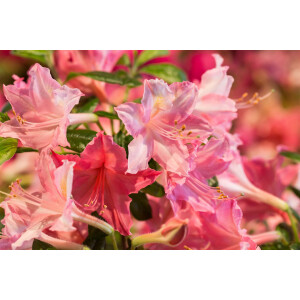 Rhododendron viscosum Jolie Madame
