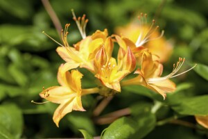 Rhododendron viscosum Arpege