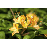Rhododendron viscosum Arpege
