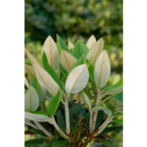 Rhododendron taliense Honigduft