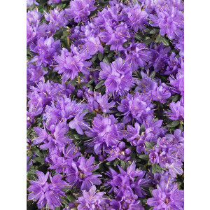 Rhododendron russatum Purple Pillow