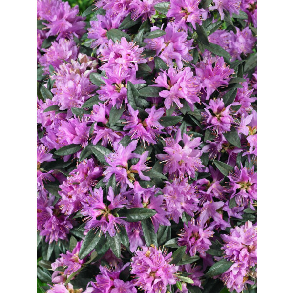 Rhododendron russatum Azurwolke