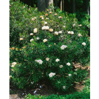 Rhododendron roxieanum var.oreonastes
