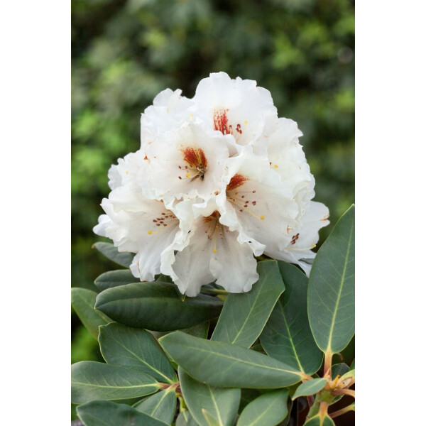Rhododendron rex Rexima