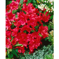 Rhododendron repens Scarlet Wonder