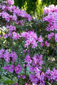 Rhododendron ponticum Graziella