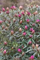 Rhododendron ponticum Graziella