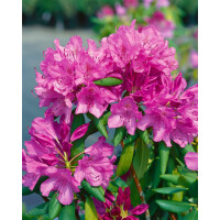Rhododendron PG 1 Roseum Elegans