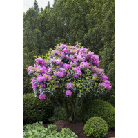 Rhododendron PG 1 Roseum Elegans