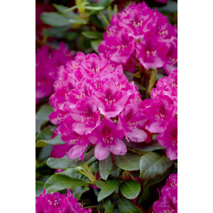 Rhododendron PG 1 Nova Zembla