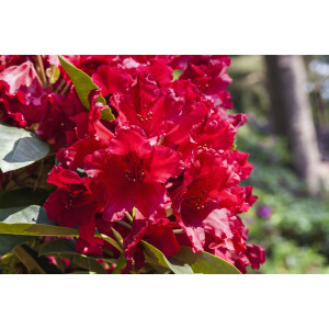 Rhododendron PG 1 Nova Zembla
