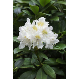 Rhododendron PG 1 Cunninghams White