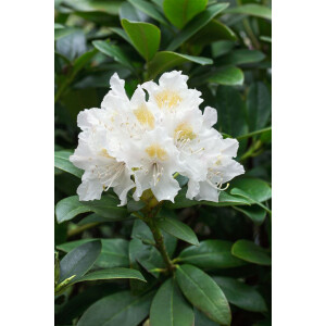 Rhododendron PG 1 Cunninghams White