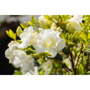 Rhododendron obt.Schneeperle  -R-