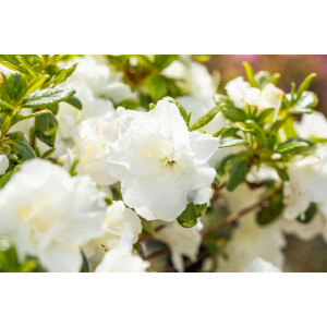 Rhododendron obt.Schneeperle  -R-