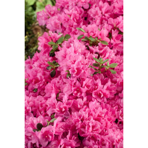 Rhododendron obt.Rokoko