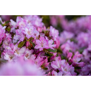 Rhododendron obt.Negligé  -R-
