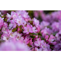 Rhododendron obt.Negligé  -R-