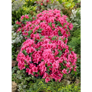 Rhododendron obt.Michiko