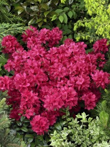 Rhododendron obt.Maruschka  -R-
