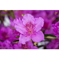 Rhododendron obt.K&ouml;nigstein