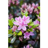 Rhododendron obt.Kermesina Rose