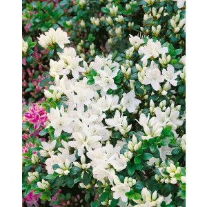 Rhododendron obt.Kermesina Alba