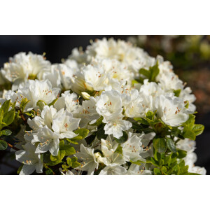 Rhododendron obt.Kermesina Alba