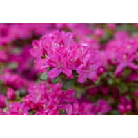 Rhododendron obt.Kermesina