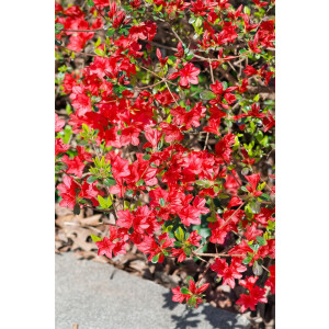 Rhododendron obt.Hino-crimson