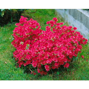Rhododendron obt.Hino-crimson