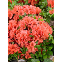 Rhododendron obt.Geisha orange