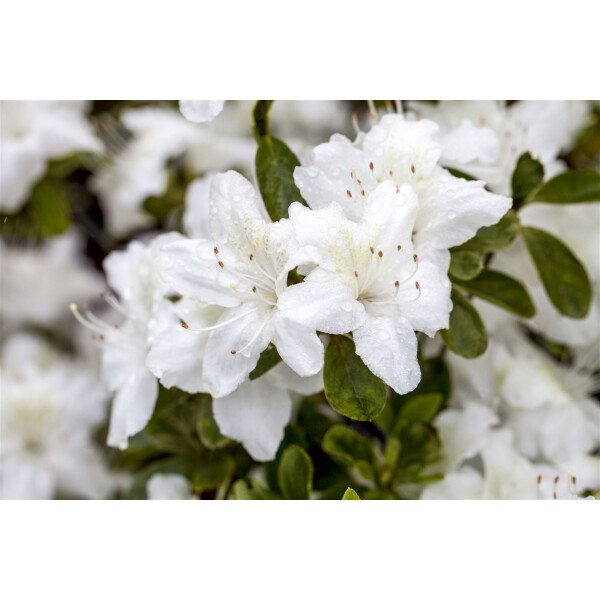 Rhododendron obt.Diamant Weiß  -R-