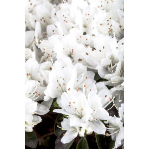Rhododendron obt.Diamant Weiß  -R-