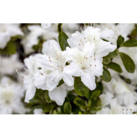 Rhododendron obt.Diamant Wei&szlig;  -R-
