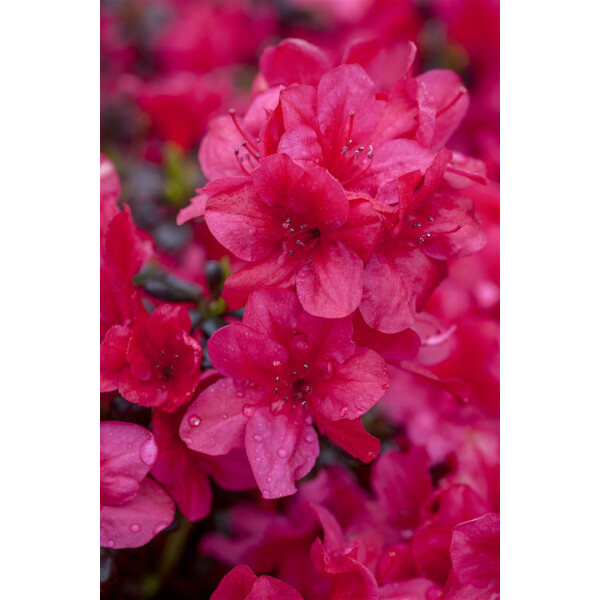 Rhododendron obt.Diamant Rot  -R-