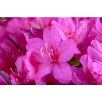 Rhododendron obt.Diamant Purpur  -R-
