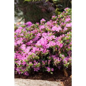 Rhododendron obt.Diamant Enzianblau  -R-