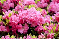Rhododendron obt.Canzonetta