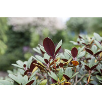 Rhododendron neriiflorum Burletta