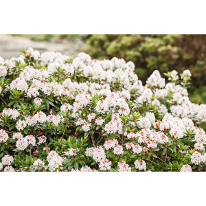 Rhododendron micranthum Bloombux  -R-