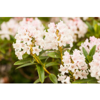 Rhododendron micranthum Bloombux  -R-