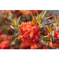 Rhododendron lut. Fireball