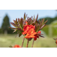 Rhododendron lut. Fireball