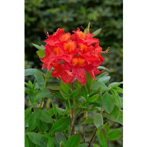 Rhododendron lut.Tunis