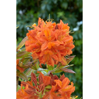 Rhododendron lut.Sunny Boy