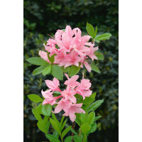 Rhododendron lut.Soir de Paris
