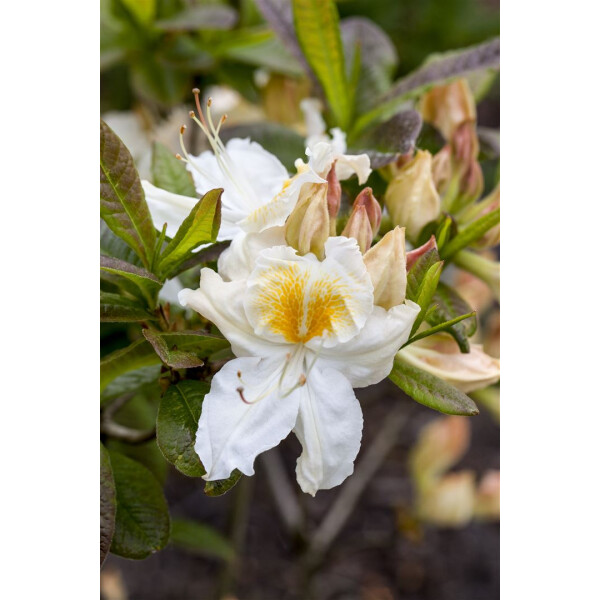 Rhododendron lut.Silver Slipper