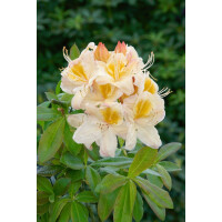 Rhododendron lut.Silver Slipper